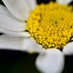 Anthemis chia Flor