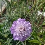 Lomelosia graminifolia Floare