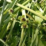 Ophrys bombylifloraFlower