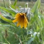 Wyethia angustifolia Flower