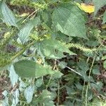 Iva annua Fuelha