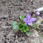 Viola reichenbachiana Bloem