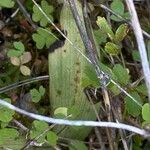 Ophrys cretica Blatt