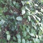 Passiflora laurifolia Хабит