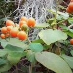 Solanum abutiloides Fruit