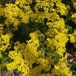 Senecio angulatus Lorea