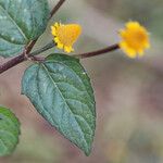 Acmella paniculata Flower