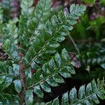 Polystichum braunii Лист