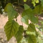 Betula populifolia Folha