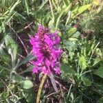 Stachys pradica Flower