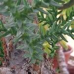 Araucaria laubenfelsii Hoja