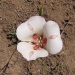 Calochortus venustus ᱵᱟᱦᱟ