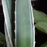 Agave vivipara Folio