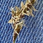 Carex praecox Fiore