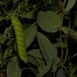 Galactia striata पत्ता