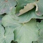 Alchemilla mollis 葉