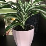 Dracaena fragransFolha