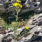 Erysimum pseudorhaeticum Fula
