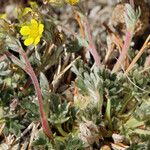 Potentilla pseudosericea Hábito