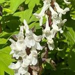 Corydalis cava Blomst