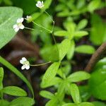 Moehringia lateriflora অভ্যাস