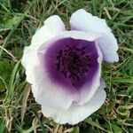 Anemone coronaria 花