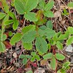 Fragaria virginiana Blatt