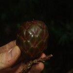 Raphia textilis Fruto