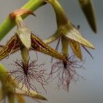 Bulbophyllum alinae Flower