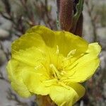 Oenothera stricta Blüte