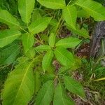 Tabebuia rosea Leht