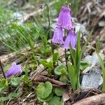 Soldanella pusilla Virág