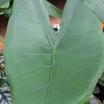 Alocasia zebrina Leaf