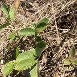 Psidium guineense Leaf