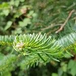 Abies cephalonica 葉