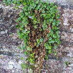 Cymbalaria muralis Flor