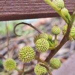 Leucaena leucocephala Ffrwyth