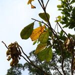 Terminalia ivorensis Yaprak
