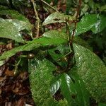 Eumachia sciadephora Fruit