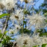 Clematis glycinoidesFruit