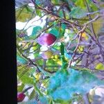 Solanum betaceum Frukt
