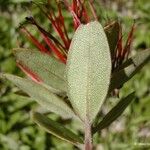 Purpureostemon ciliatus Hoja