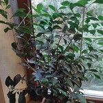 Ficus retusaЛіст