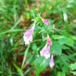 Clinopodium grandiflorumKukka