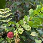 Calliandra haematocephala Hostoa