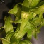 Platanthera stricta Çiçek