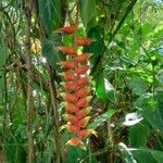 Heliconia pendula Blomma