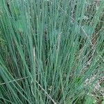 Juncus pygmaeus Blad