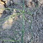 Equisetum ramosissimum Folha