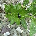 Amsonia tabernaemontana Leaf